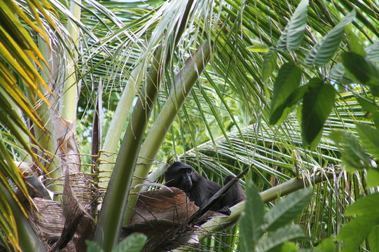 orango in the jungle, Malenge island, settembre 2014