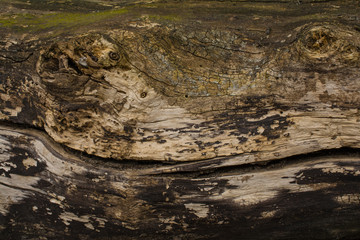 Texture of an old burnt wood
