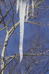Frozen Icicles
