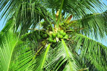 Palm leaves and blue sky, in resort