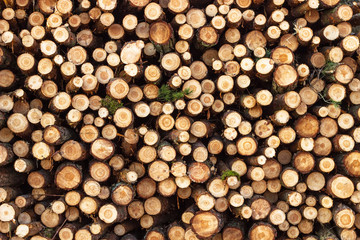 Pine, birch and oak logs