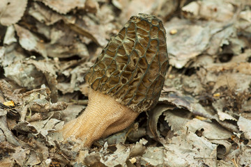 Obraz premium Morchella conica among the leaf litter of the forest