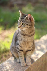 Fototapeta na wymiar Brown tabby cat sitting in the garden, warm sunset light. 