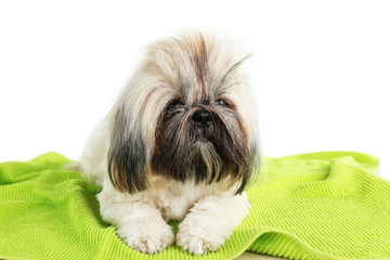 Cute Shih Tzu in barbershop isolated on white