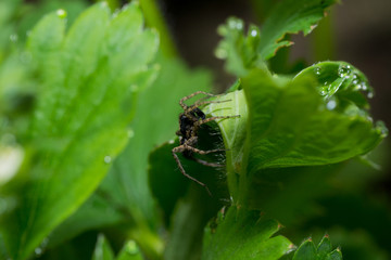 spider pets animals