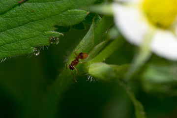 ant flowers