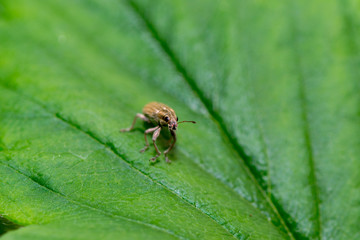 small beetle