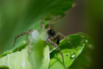 spider pets animals