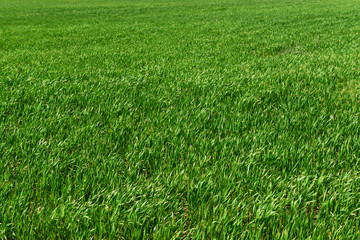 Fototapeta premium Green grass