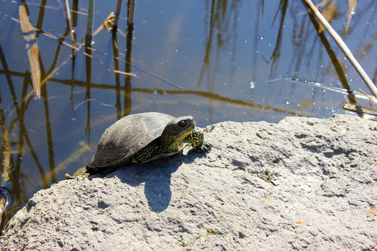 Turtle on river bank