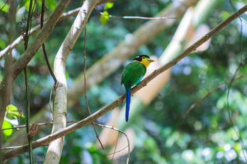 colorful bird long tailed broadbill on tree branch