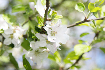 Apfelbaum in voller Blüte