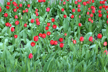 Red tulips in garden, close-up