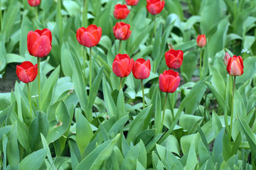 Red tulips in garden, close-up