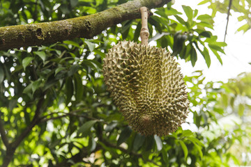 Durian on tree