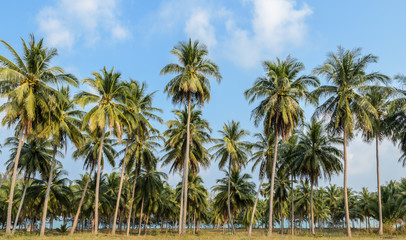 Fototapeta na wymiar Coconut Plantation in Thailand