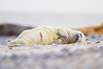 Neugeborene Kegelrobbe (Halichoerus grypus)
