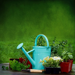 Background with herbs surrounding blue water gardening can.