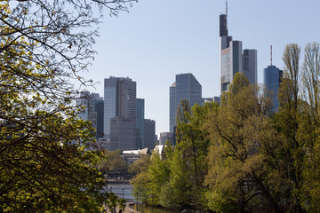 frankfurt and the main river in spring