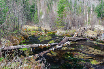 Log causeway across a forest creek in Altai