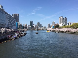 Obraz premium Osaka in full bloom