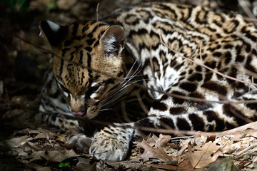Ocelot