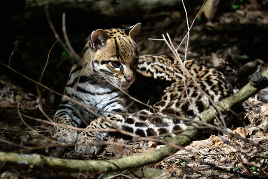 Ocelot