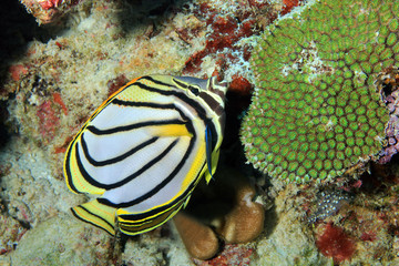 Fototapeta na wymiar Meyer’s Butterflyfish, South Ari Atoll, Maldives
