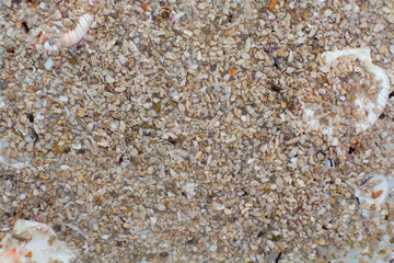 Muschelgestein- Hintergrund
