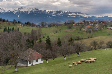Rural mountain landscape with farm animals