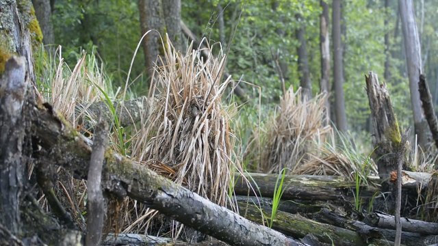 Chiffchaff's nest on marsh
