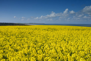 Obraz premium printemps