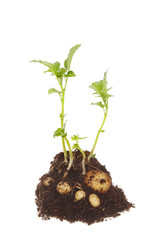 potato plant
