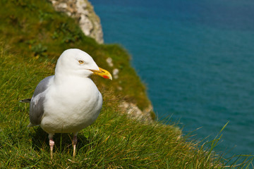 European Herring Gull (Larus argentatus)