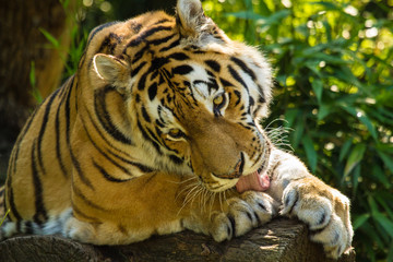 Sibirischer Tiger (Panthera tigris altaica)