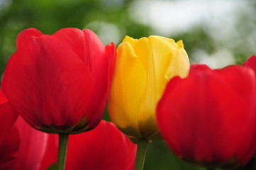 Tulipany majowe