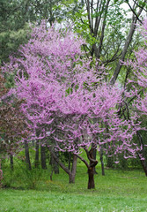 Blooming pink tree