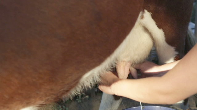 Woman is milking a cow