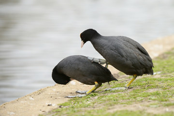 copulation part 1 - Eurasian Coot, Coot