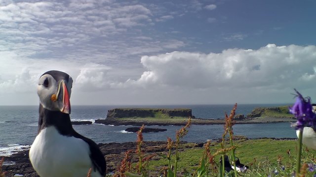 The arctic puffin