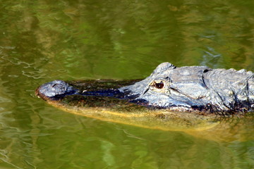 Everglades N.P. The gator