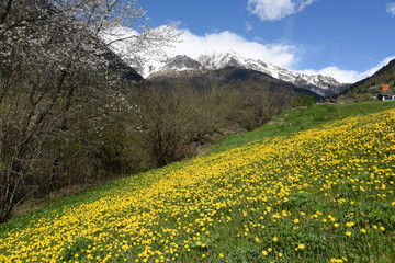 paesaggio montagna primavera fiori panorama