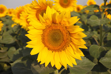 Sunflower close-up