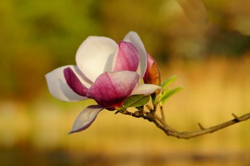 Magnolia soulangeana, roze magnolia