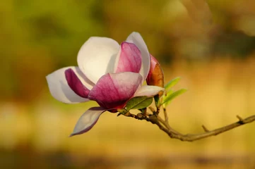 Fotobehang Magnolia Magnolia soulangeana, roze magnolia