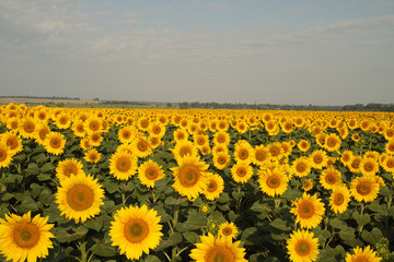 Fototapeta premium Field of sunflowers