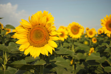 Fototapeta premium two sunflowers