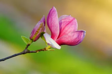 Magnolia soulangeana , Pink magnolia  ,Botanical Garden