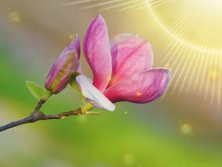 Photo sur Plexiglas Magnolia Magnolia soulangeana , magnolia rose , jardin botanique