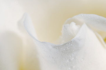 Fototapeta na wymiar Rose flower fragment macro shot